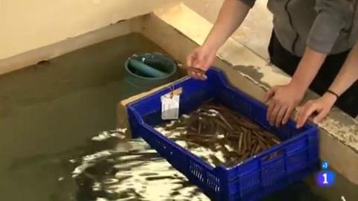 Comando Actualidad - En la lonja, la navaja no supera los doce euros el kilo