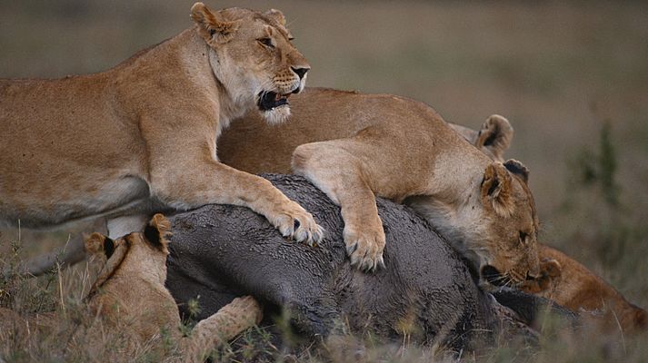 Grandes documentales - Los sonidos naturales de la Sabana