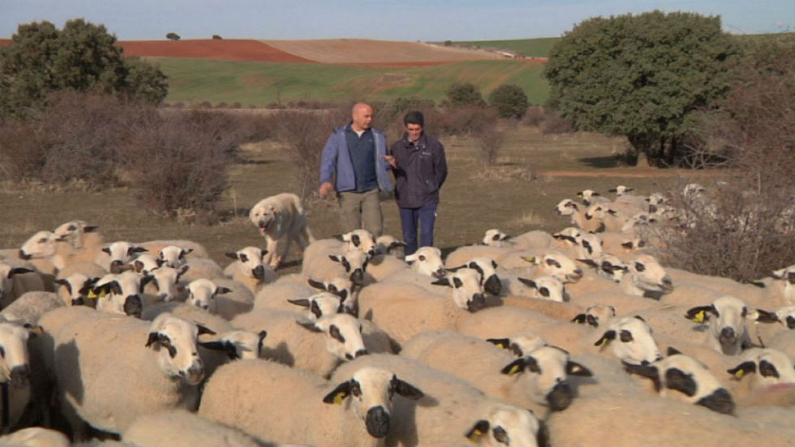 Un rebaño muy soriano