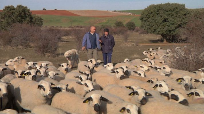 Aquí la Tierra - Un rebaño muy soriano