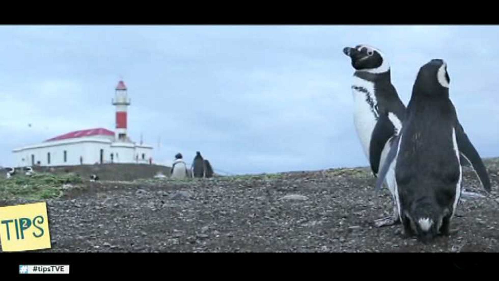 Tips - 30/03/17 - ver ahora