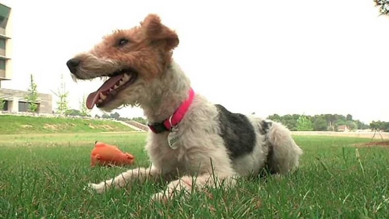 Más que perros y gatos - Capítulo 3 - Ver ahora