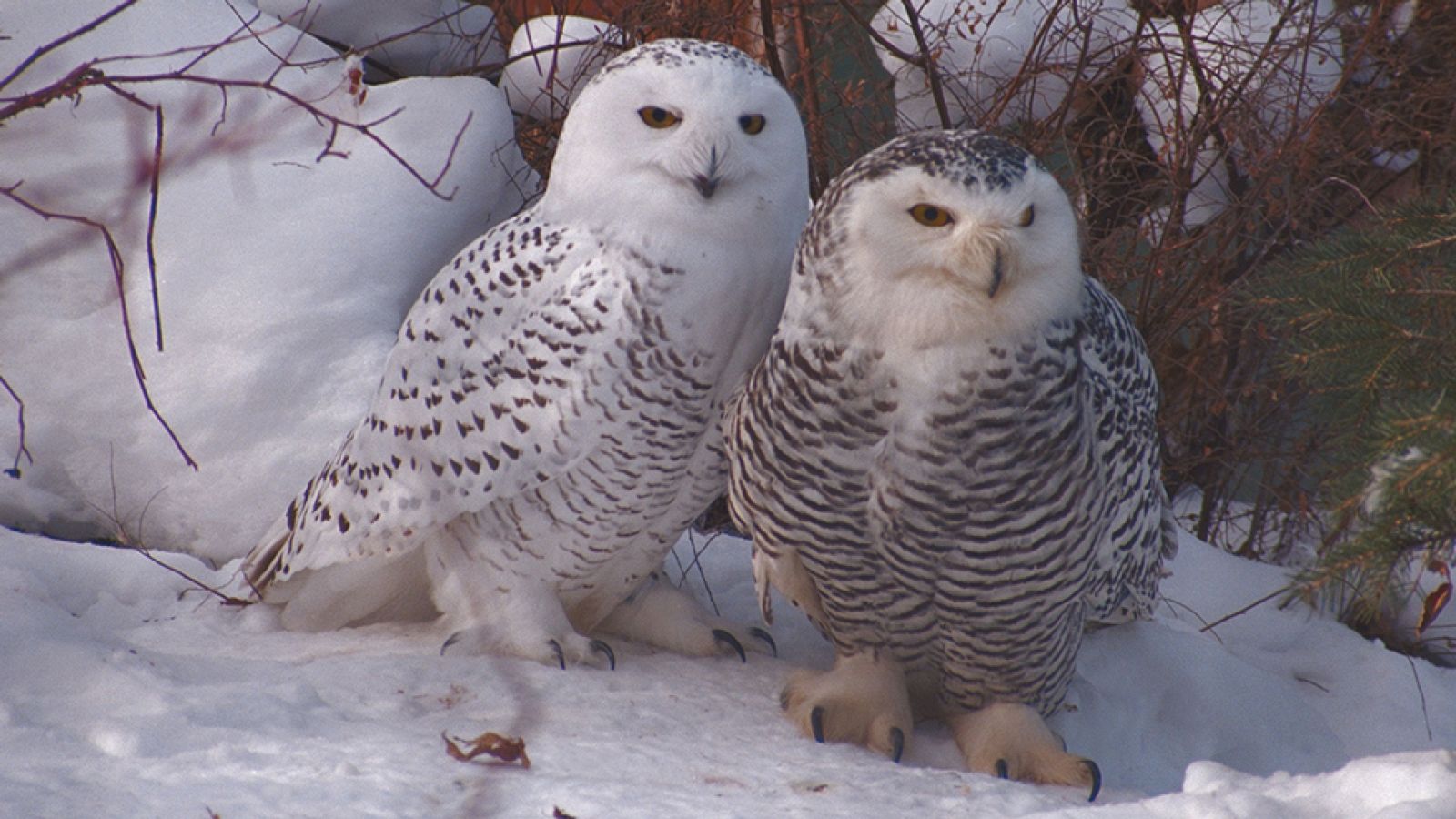 Grandes documentales - Cuento de invierno. El viaje de los búhos nivales - ver ahora