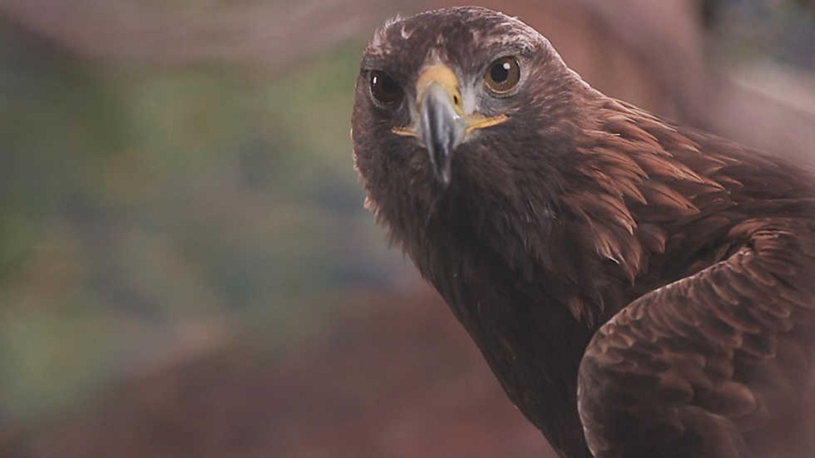 Grandes documentales - Albania salvaje: en el territorio del águila - ver ahora