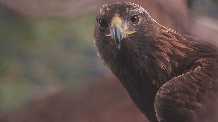 Grandes documentales - Albania salvaje: en el territorio del águila