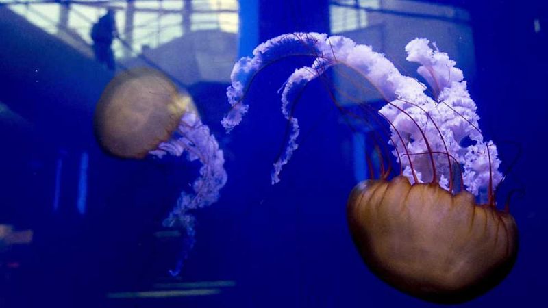 L'Informatiu - Comunitat Valenciana 2 - 06/04/17 - ver ahora