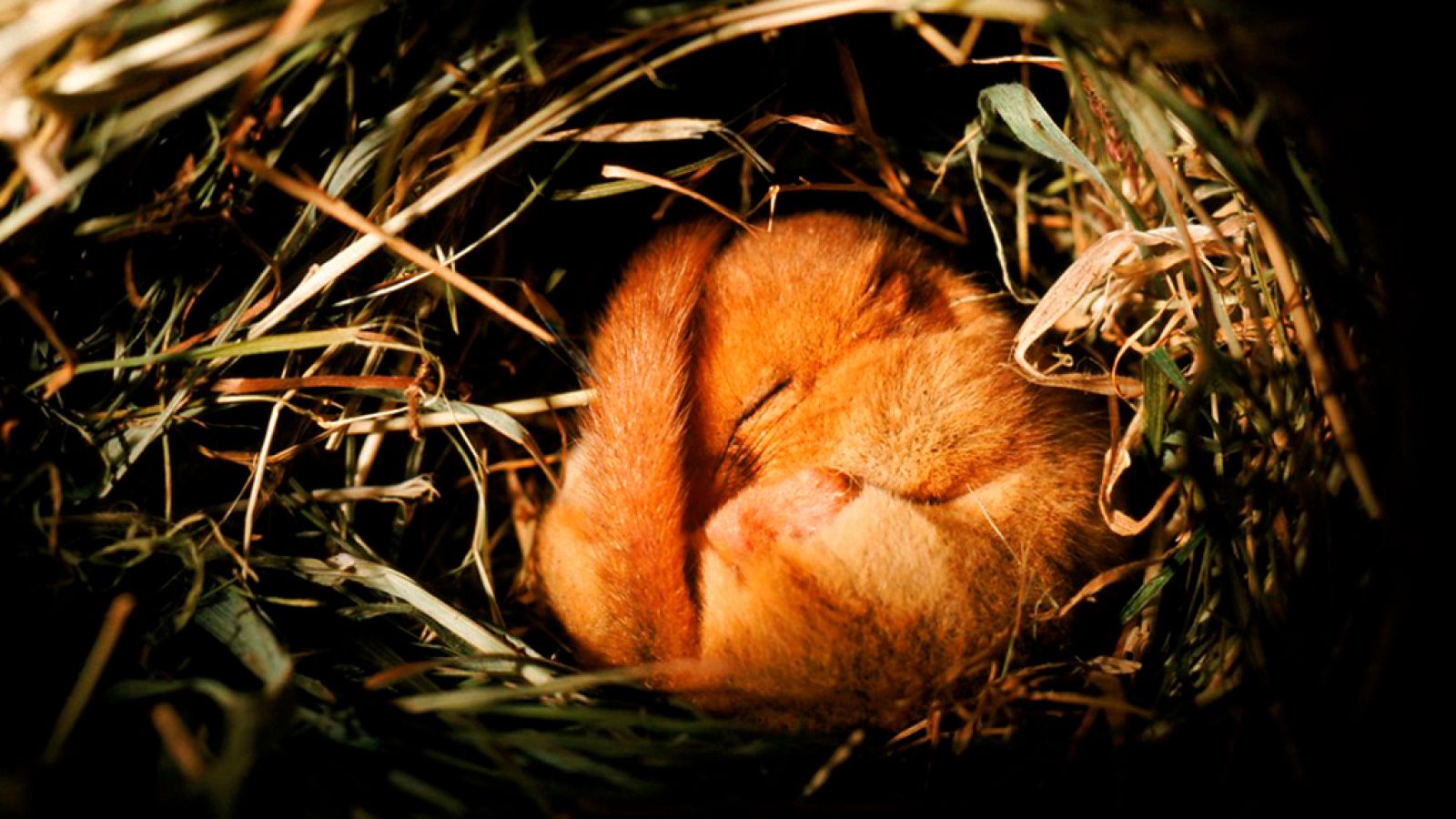 Grandes documentales - El pequeño dormilón despierta: El Lirón enano - ver ahora