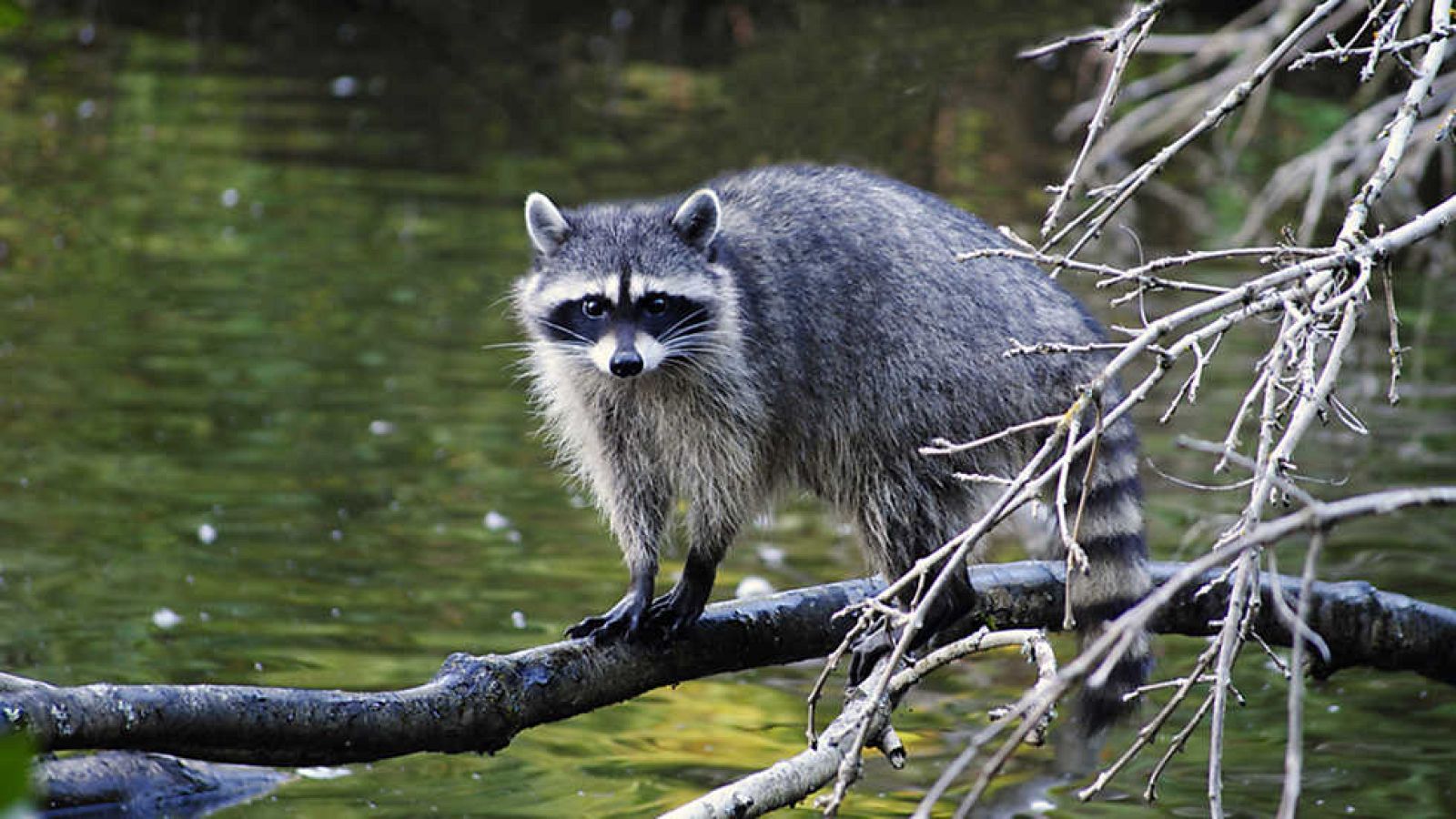 Grandes documentales - Las islas más salvajes: Vancouver, ríos de vida - ver ahora