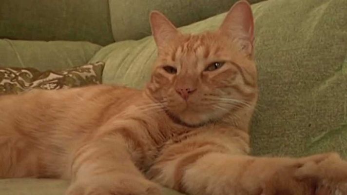 Más que perros y gatos - Capítulo 4