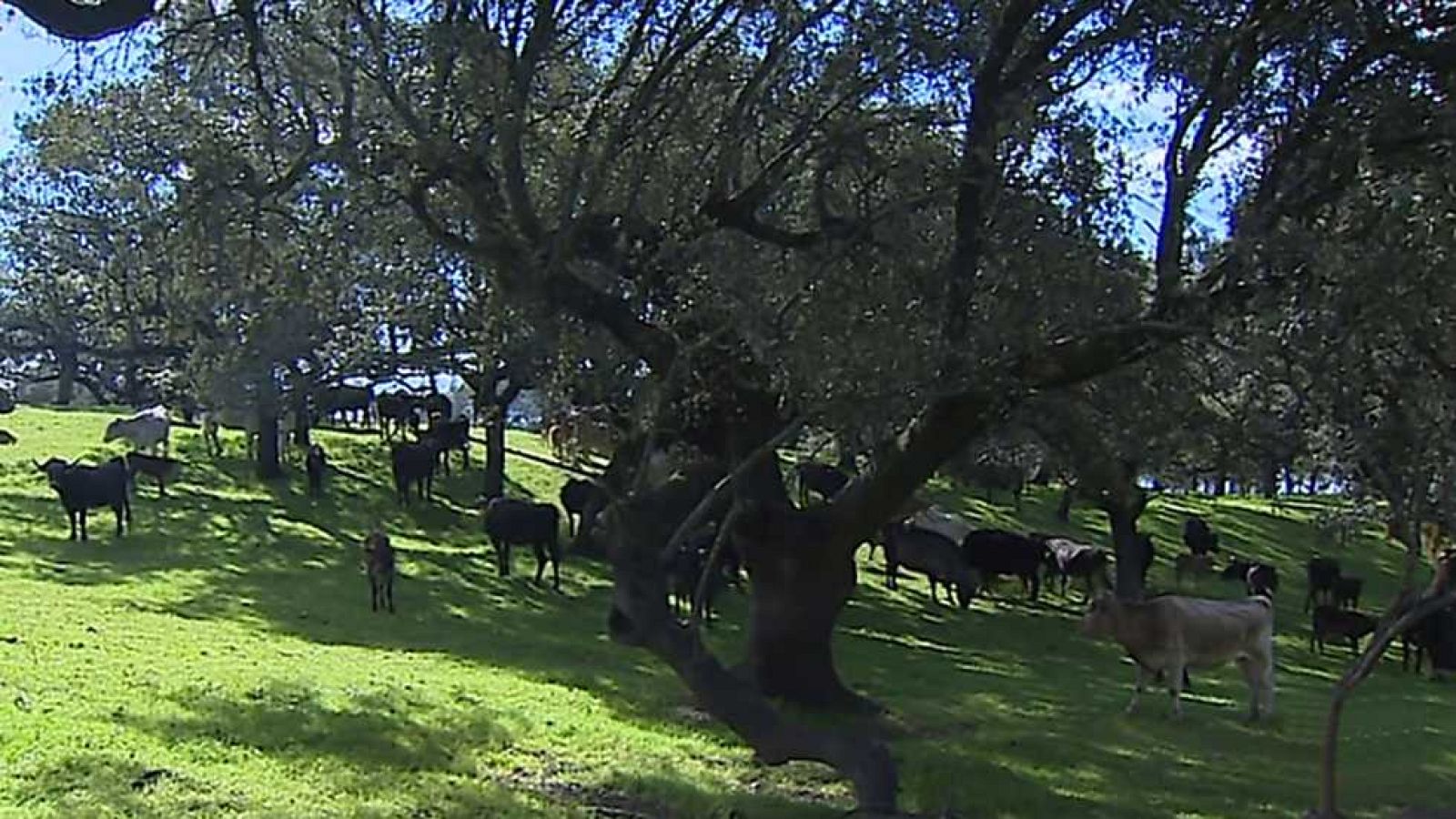 Emprende Digital - 09/04/17 - ver ahora