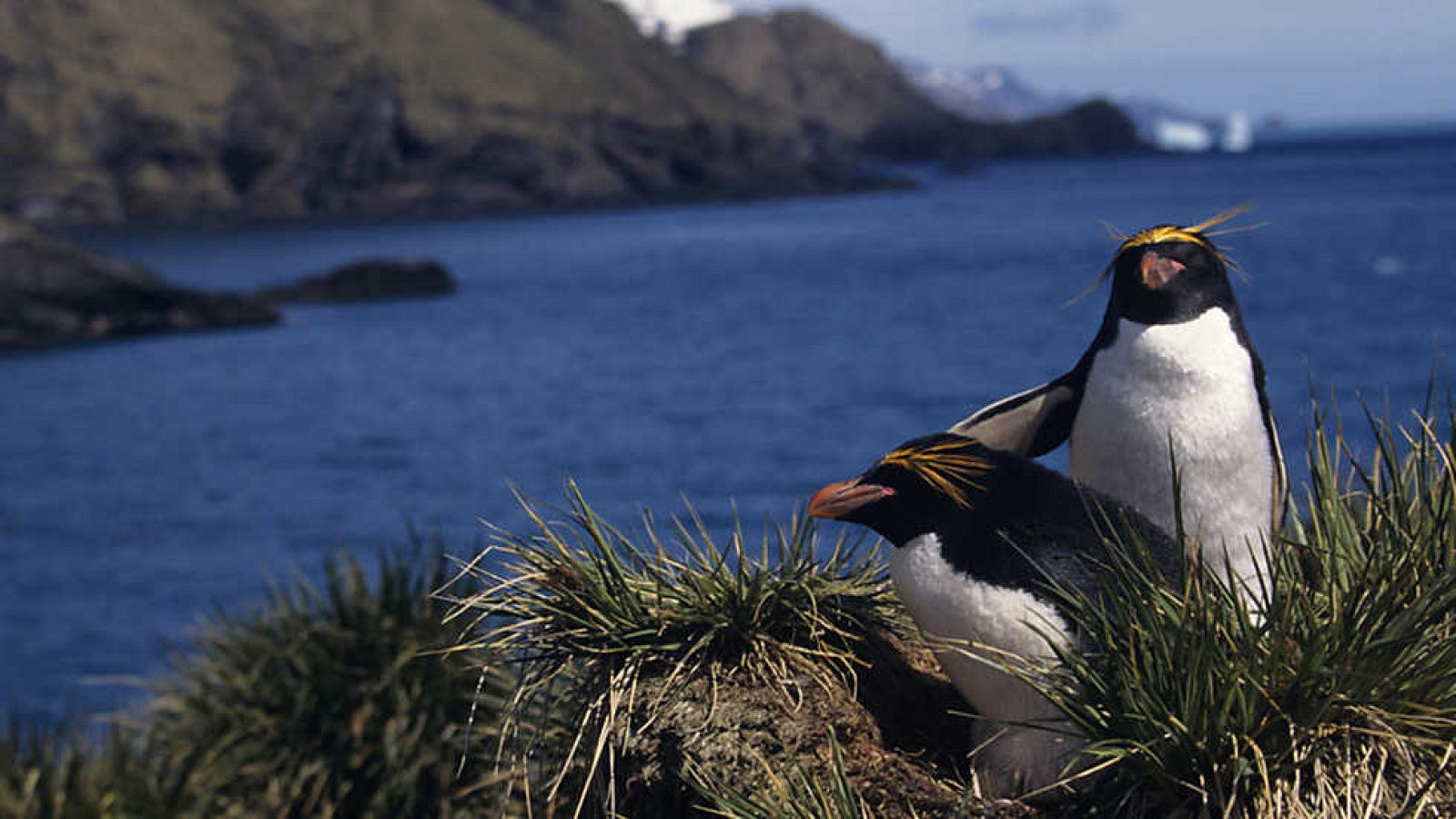 Grandes documentales - La ciudad de los pingüinos: Georgia del Sur - ver ahora