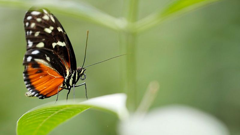 Cielo despejado salvo alguna nubosidad en norte y zonas de Cataluña