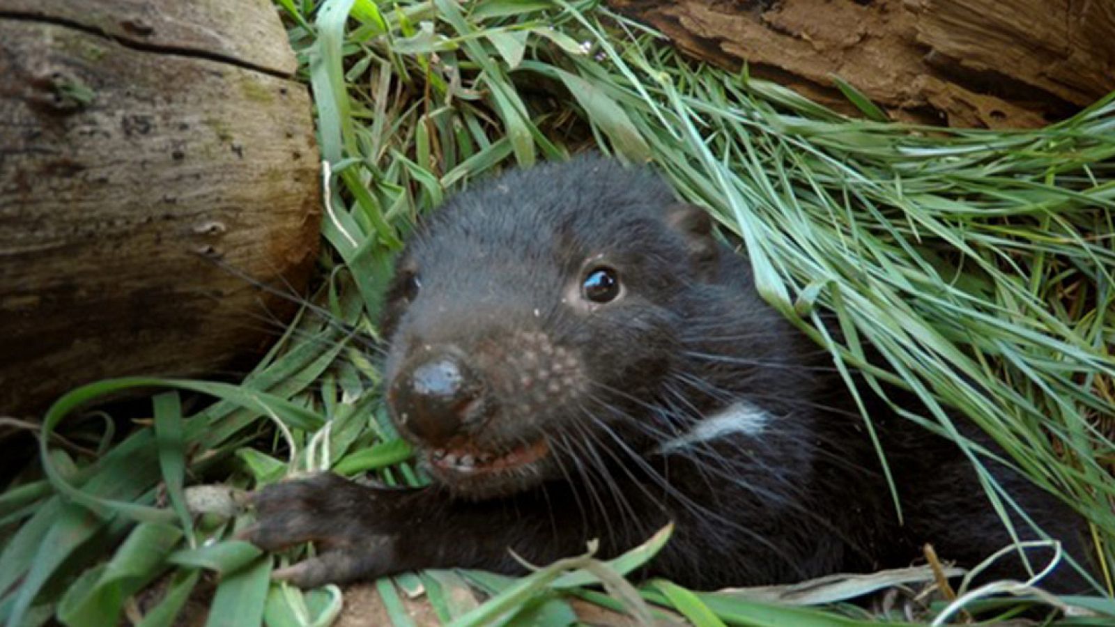 Grandes documentales - La vida secreta del demonio de Tasmania: Los diablillos - ver ahora