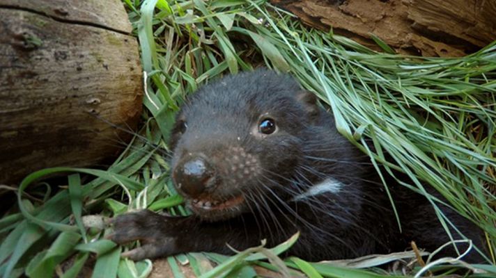 Grandes documentales - La vida secreta del demonio de Tasmania: Los diablillos