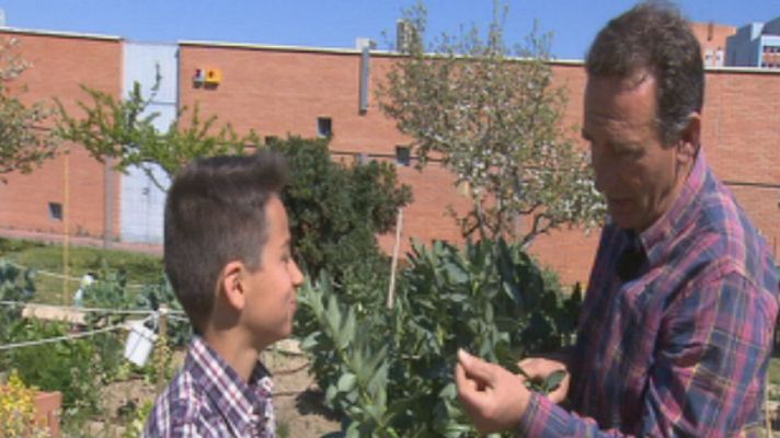 Aquí la Tierra - Habas ¡a la sartén!