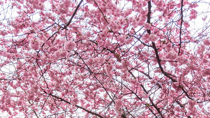 El tiempo - Bajan los termómetros en mitad nordeste peninsular y suben en Canarias
