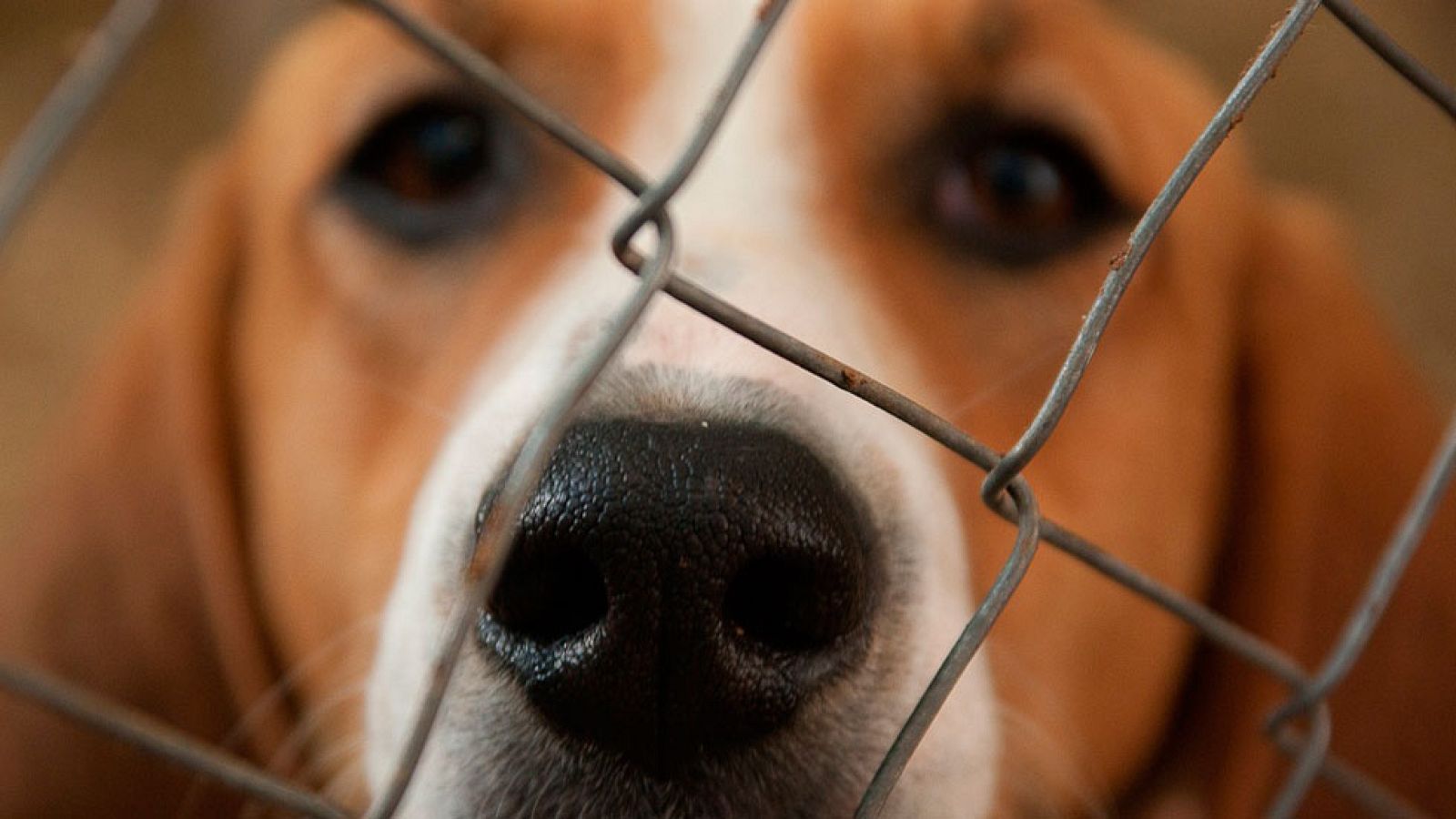 Taxis para adoptar un animal abandonado como alternativa a comprar una mascota