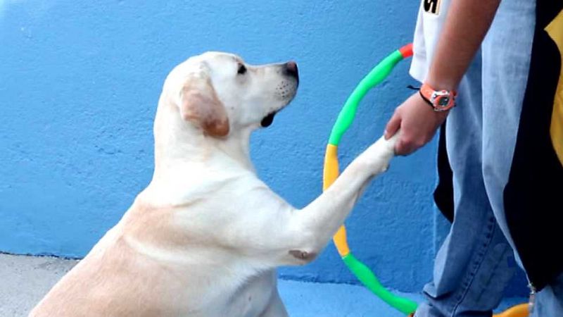 Más que perros y gatos - Capítulo 6 - ver ahora