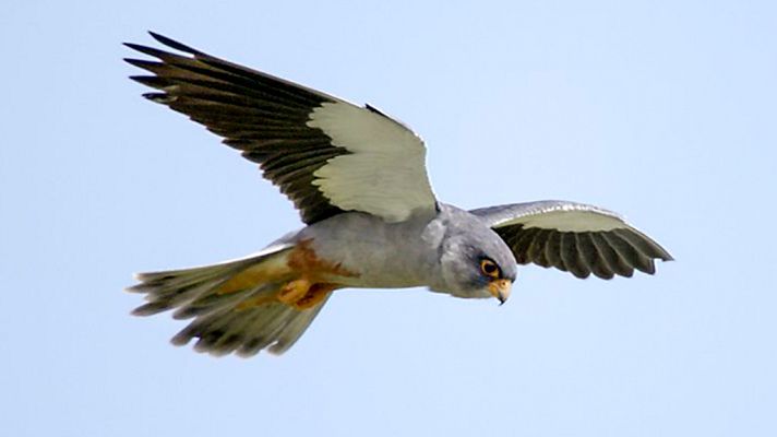 Grandes documentales - La caza, la mayor dificultad