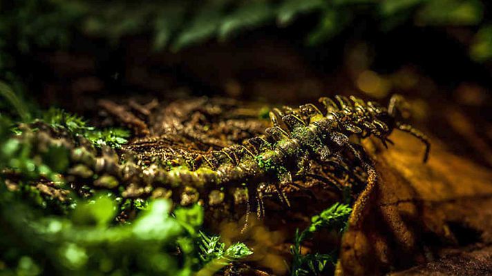 Grandes documentales - Colombia salvaje: Chiribiquete