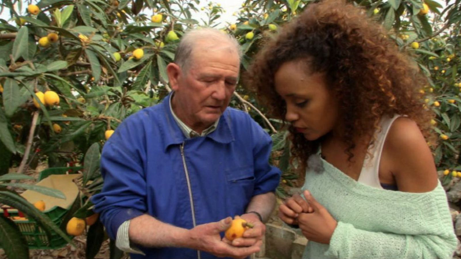 Una enciclopedia sobre los nísperos