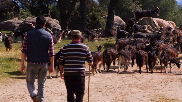 Aquí la Tierra - Pastores buenos quedan pocos