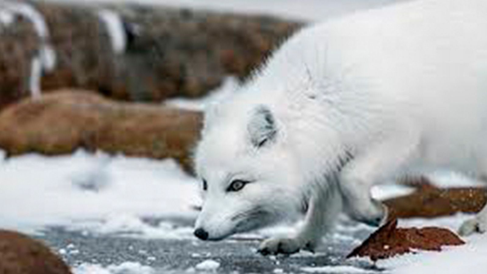 Grandes documentales - La caza: A merced de las estaciones - ver ahora
