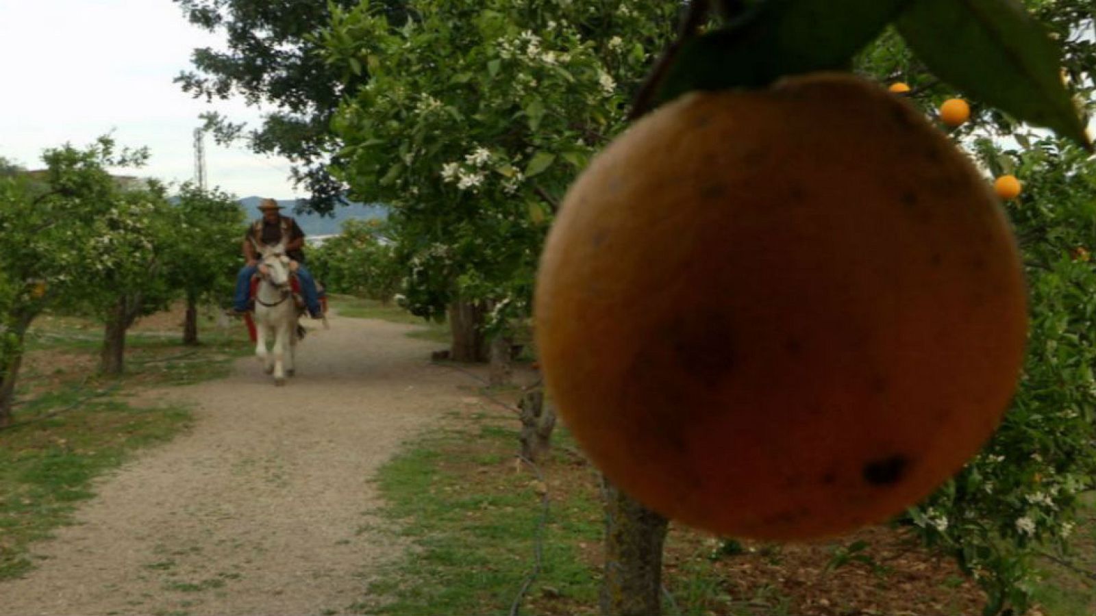 Juanito Orange, la enciclopedia de las naranjas