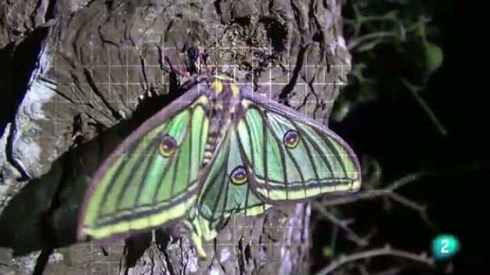 ¡Qué animal! - La Selva de Irati (Navarra) - Avance