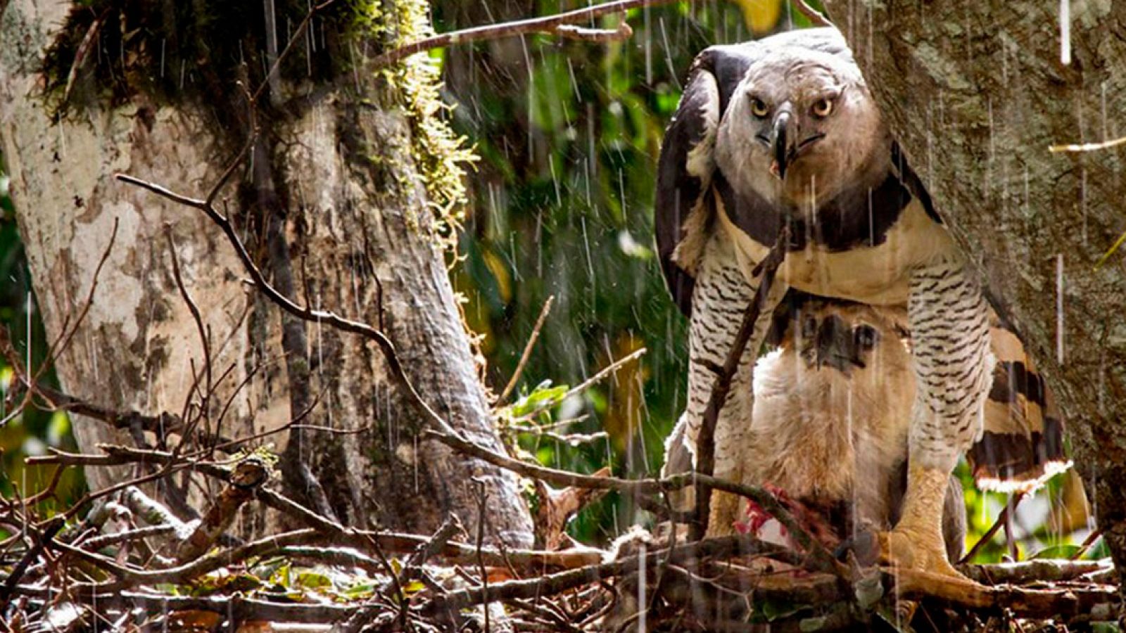 Grandes documentales - La caza: Jugar al escondite - ver ahora
