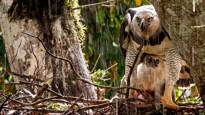 Grandes documentales - La caza: Jugar al escondite