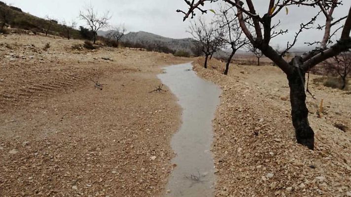 El escarabajo verde - Una oportunidad para el altiplano