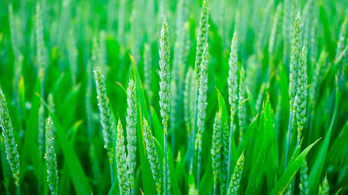 Telediario 1 - Apostar por una agricultura más sostenible con el planeta