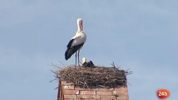 Parlamento - Comisión especial demografía