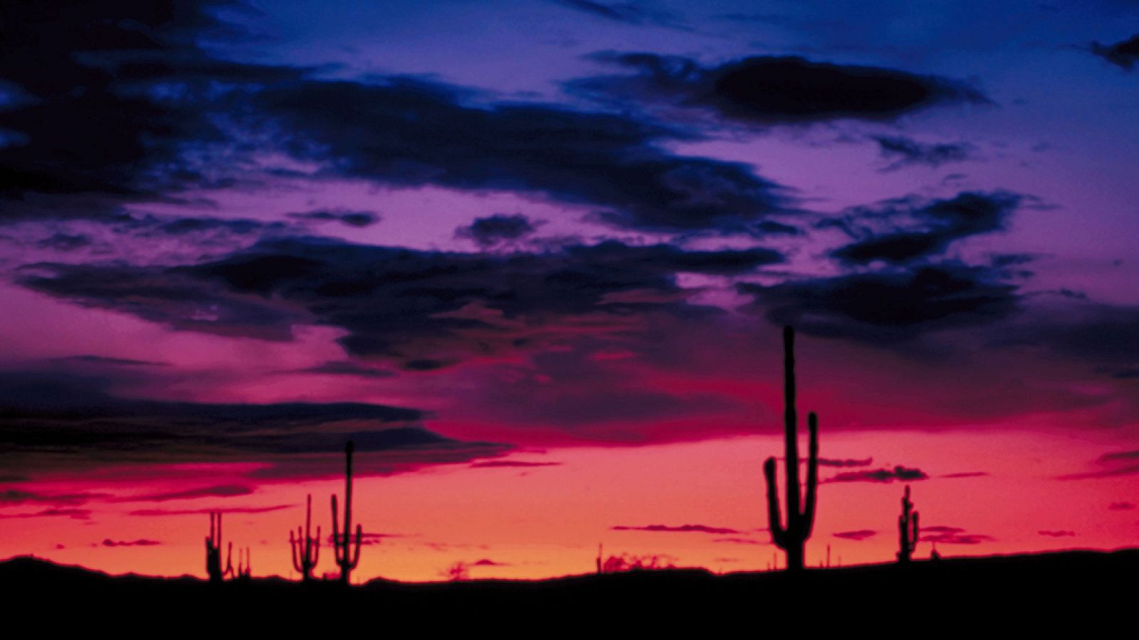 Grandes documentales - La caza: Sin lugar donde esconderse - ver ahora