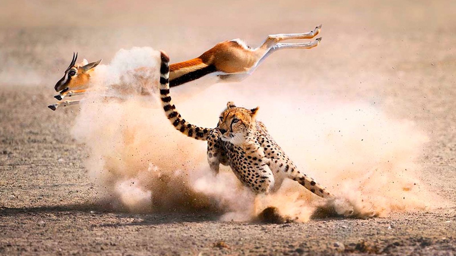 Grandes documentales - La caza: Viviendo con depredadores - ver ahora