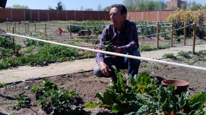 Aquí la Tierra - Fresas, una delicia en la huerta
