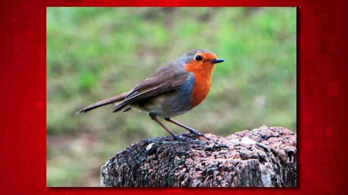 Saber y ganar - Saber y ganar. Edición fin de semana- 29/04/17