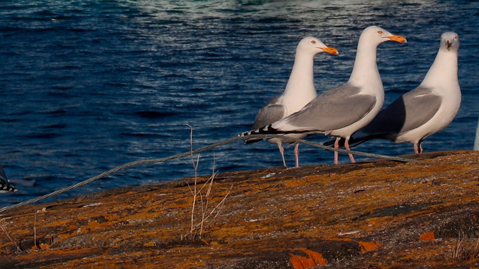 Remite la inestabilidad, con viento fuerte en los litorales