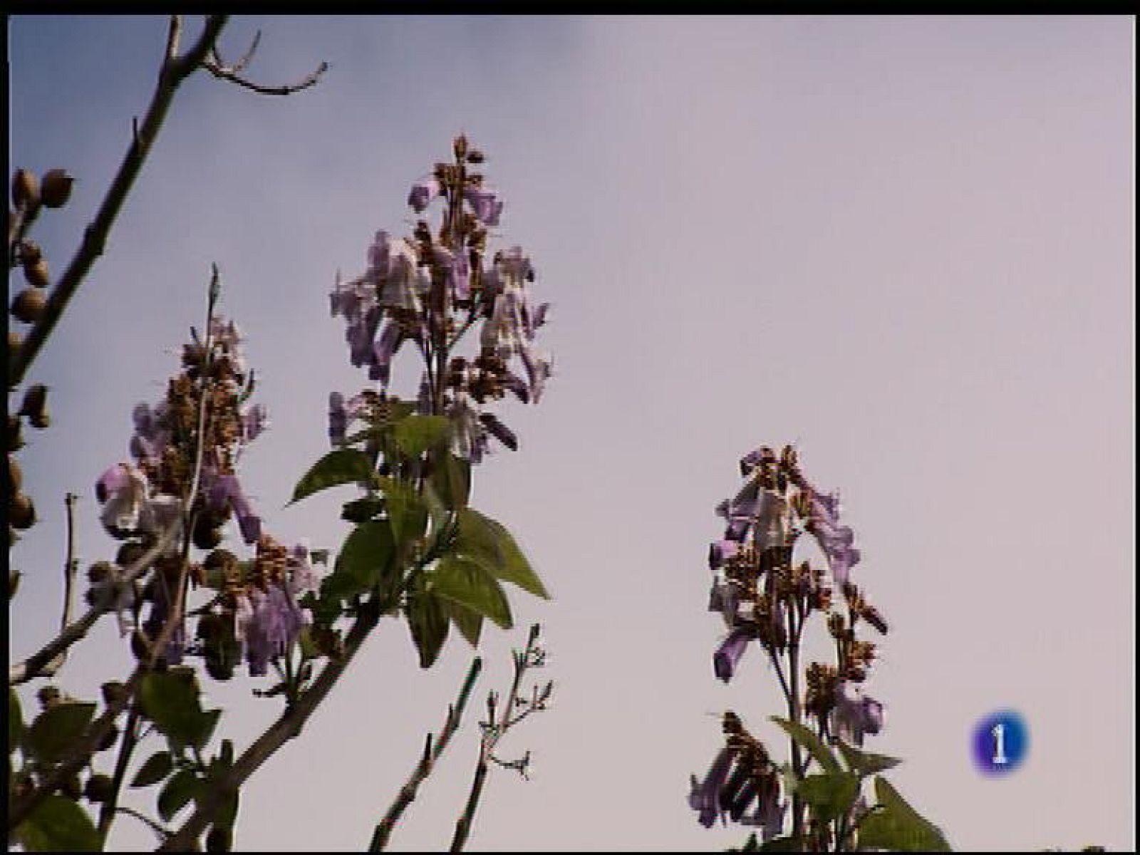 El tiempo en Asturias - 03/05/17 | Ver