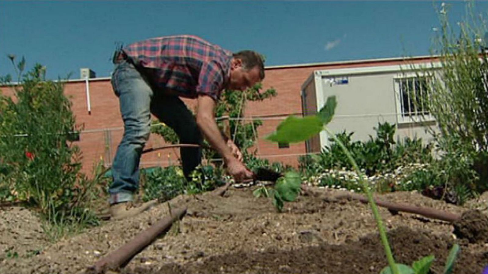 ¿Cómo se planta el calabacín?