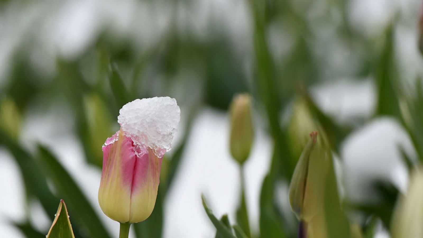 Las temperaturas estarán por encima de lo normal y podría haber chubascos en el nordeste