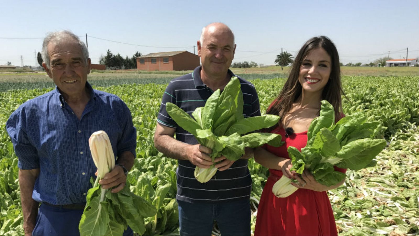 Acelga, verdura con poderes