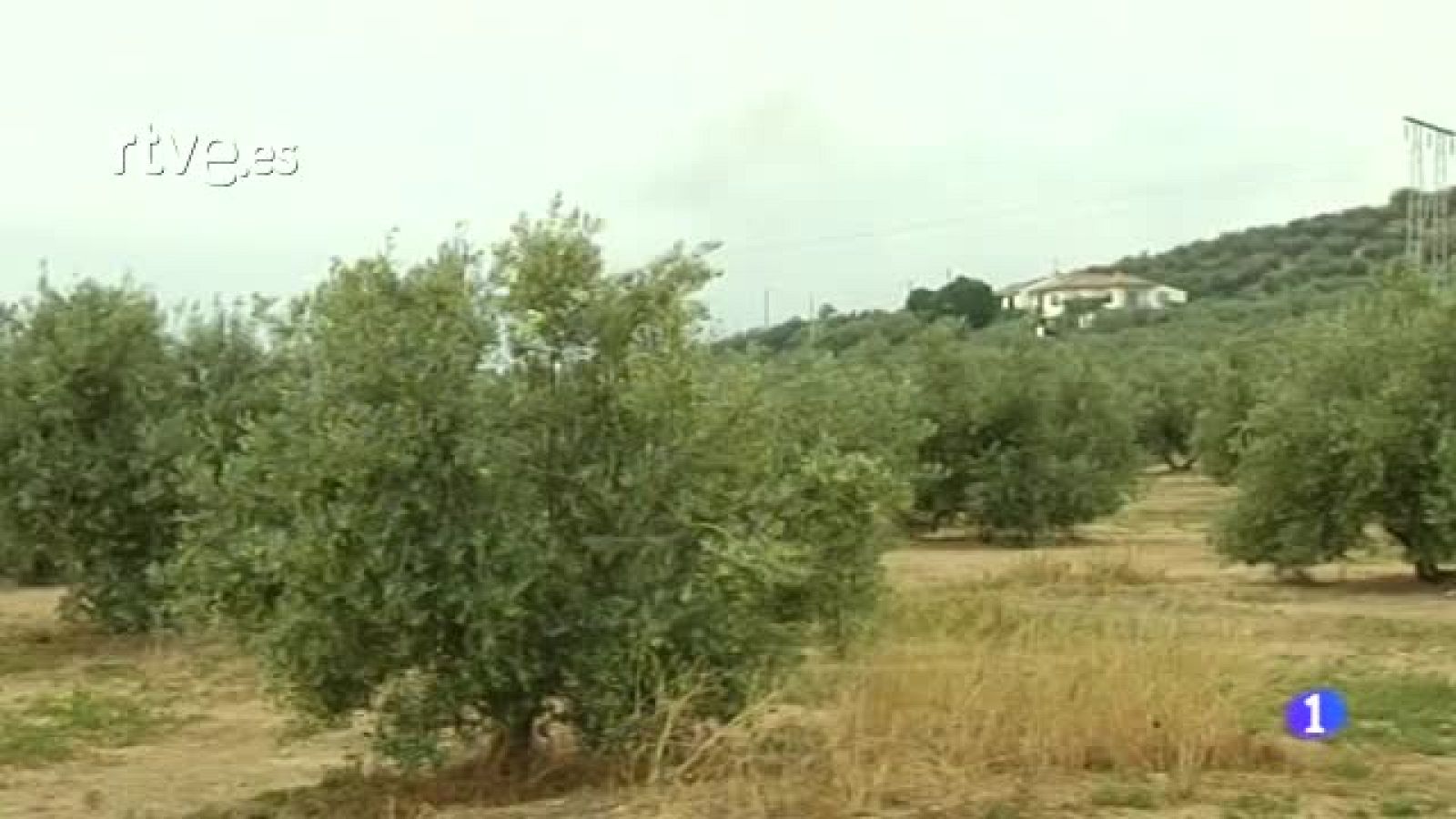 Alergia al polen del Olivo. Los niveles siguen bajando en la provincia de Jaén. | Ver