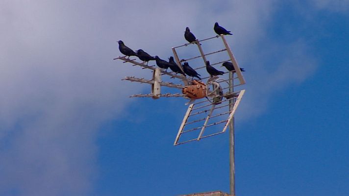 Telediario 1 - Es plena época de migración de aves pero en los últimos años su comportamiento está cambiando