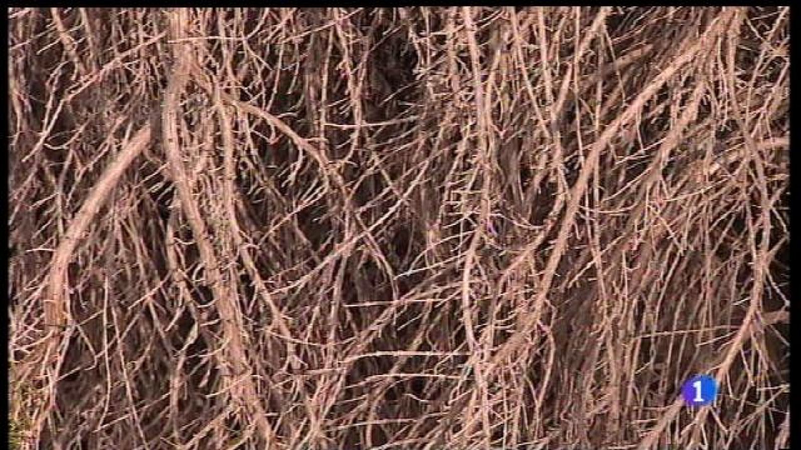 Preocupació pel primer cas de xylella a la vinya