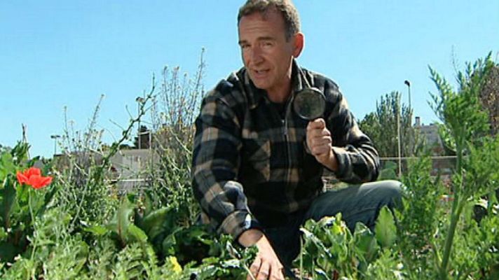 Aquí la Tierra - Llenamos la huerta de remolacha