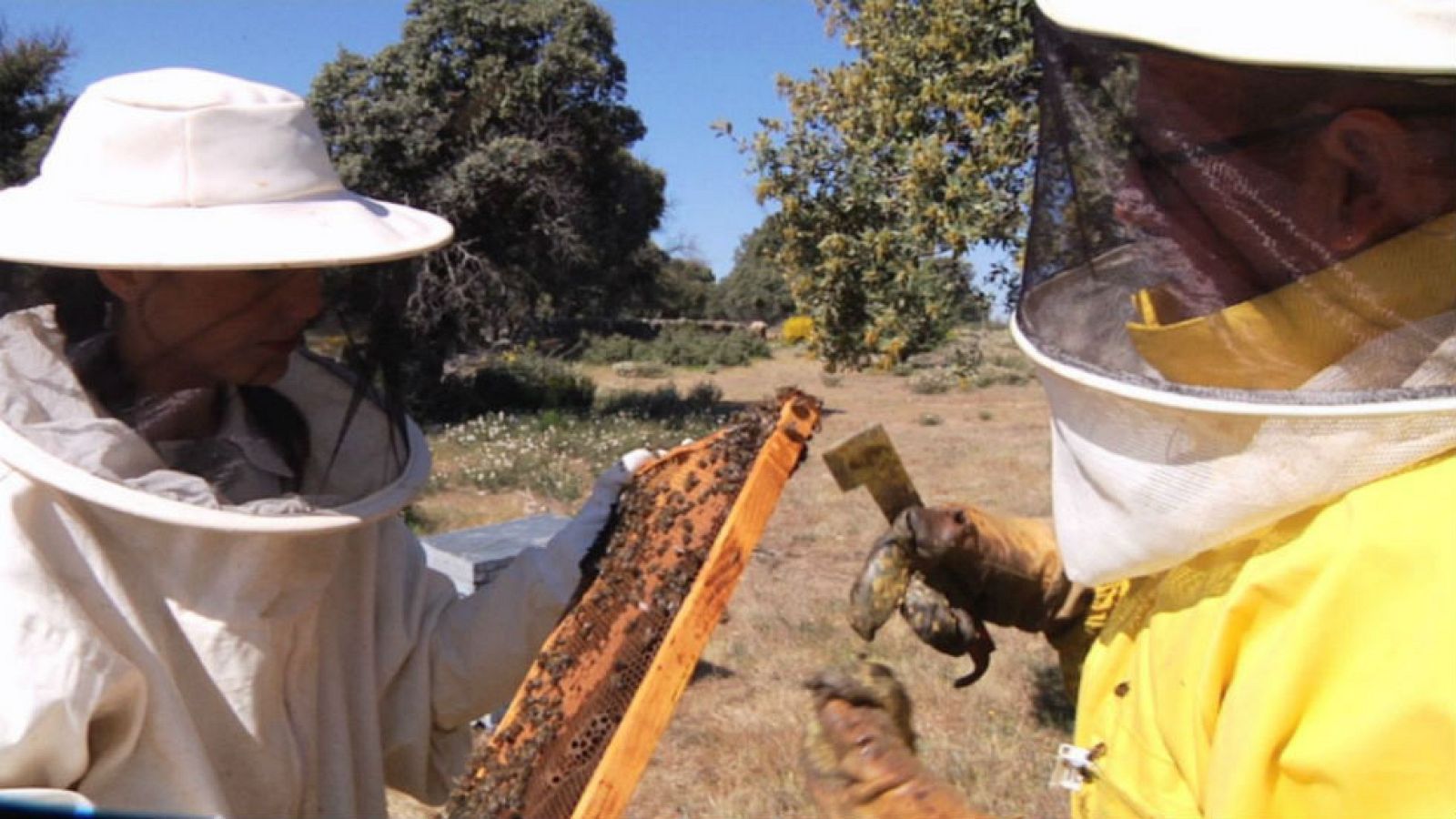 Entre abejas anda el juego