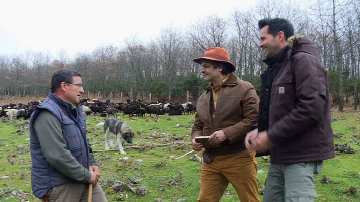 Aquí la Tierra - La oveja xalda, raza más antigua de Europa