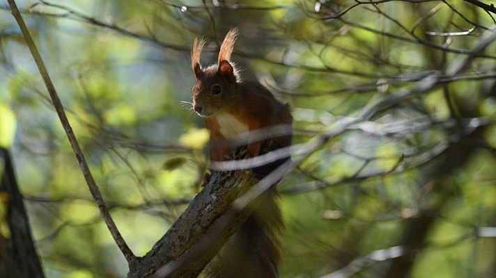 El tiempo - Cielo nuboso y lluvias en el norte